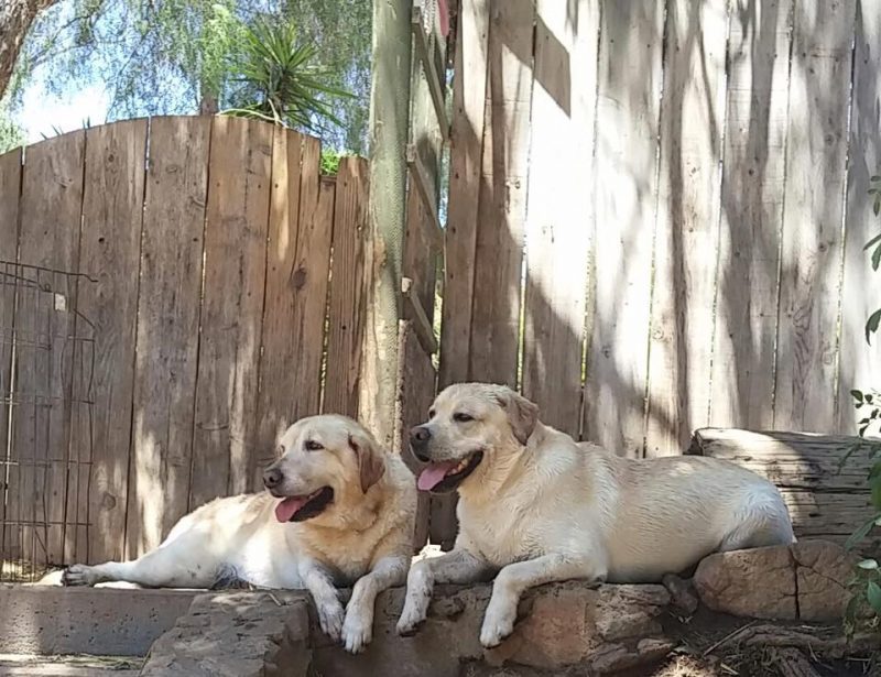 Cage free boarding- Pets In Paradise