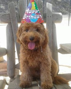 Cargo With happy birthday hat