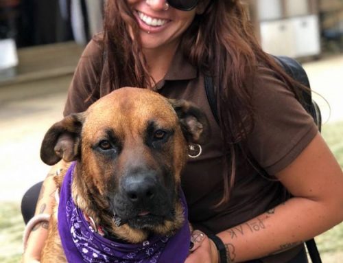 Must Love Dogs: Job Opportunities At Pets In Paradise