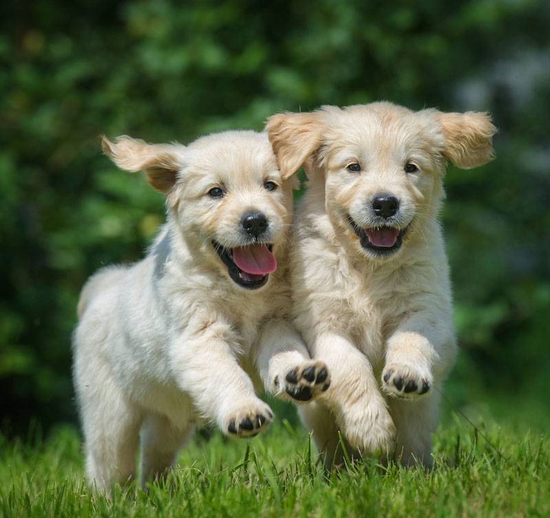 A-Day-in-the-Life two happy running puppies of golden retriever