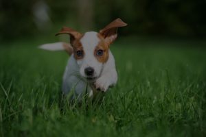 happy puppy running outdoors