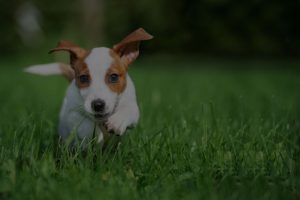 happy puppy running outdoors