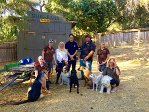 Technicians together with dogs