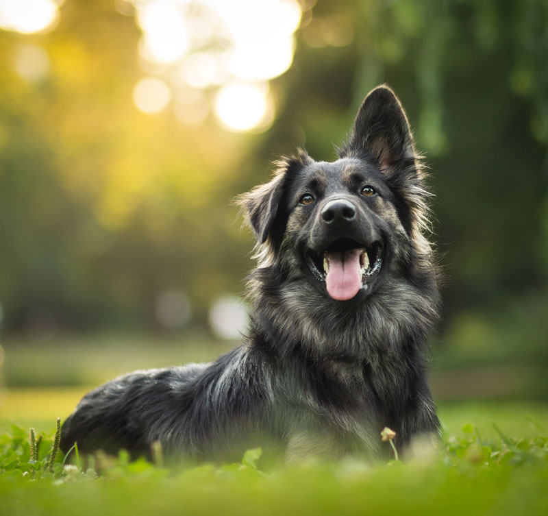 Ideal-Candidate amazing portrait of young crossbreed dog (german shepherd) during sunset in grass