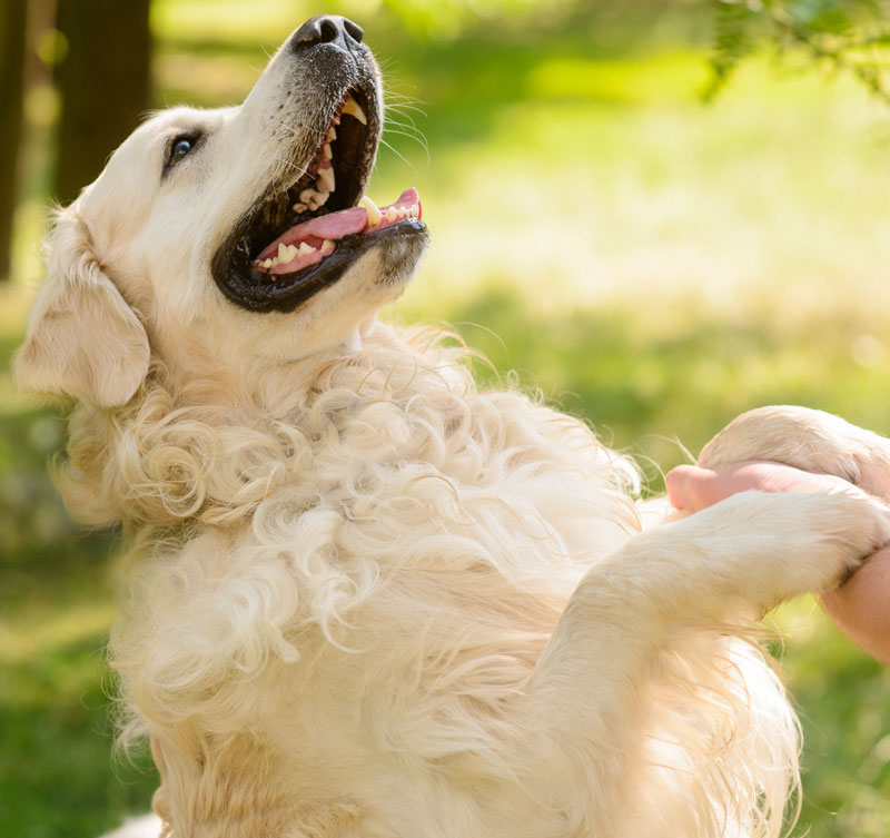 Incredible-Opportunity Lovely friend of a human looks at his master with opened mouth