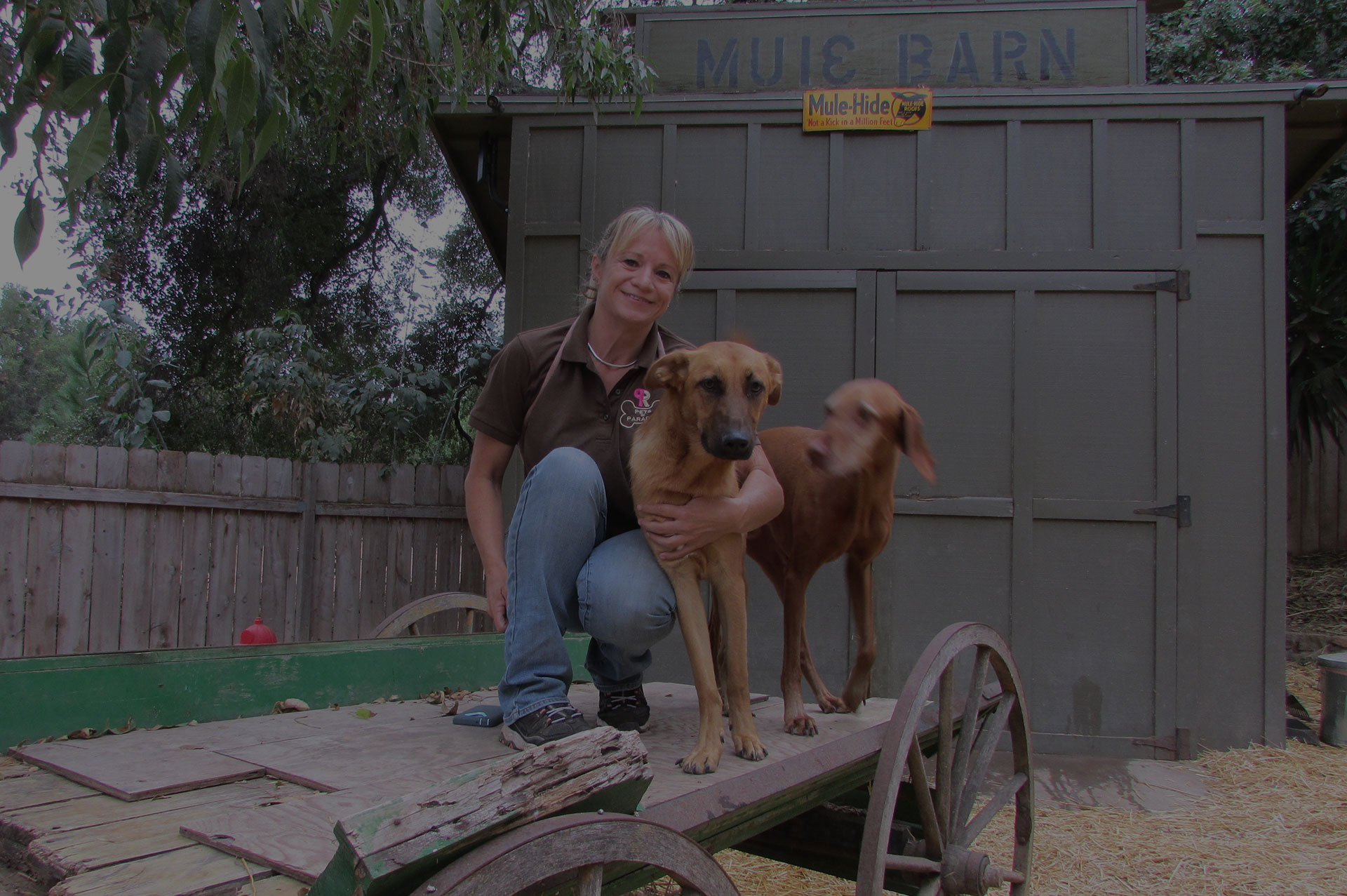 Molly with dogs