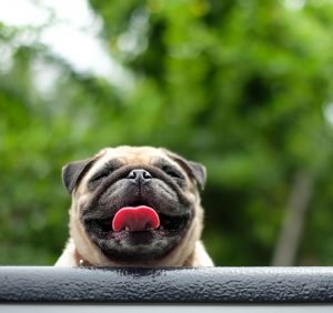 Happy Pug.