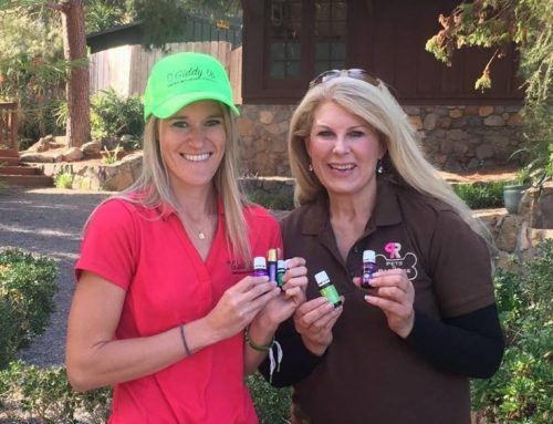 Spa Days For Dogs at Pets In Paradise