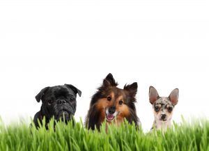 A group of small dogs on a white background behind grass, with a Chihuahua, Sheltie, and a Pug