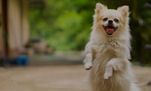 Happy Dog