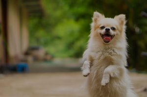 Happy Dog