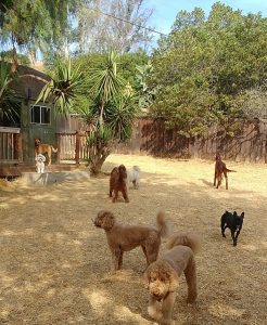 Dog playing in backyard