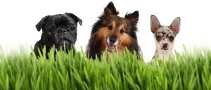 A group of small dogs on a white background behind grass, with a Chihuahua, Sheltie, and a Pug
