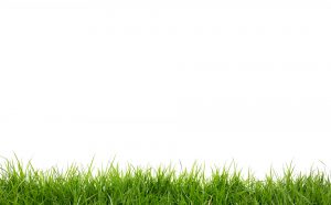 grass with white background