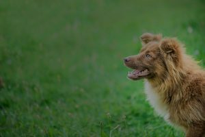 Brown dog portrait