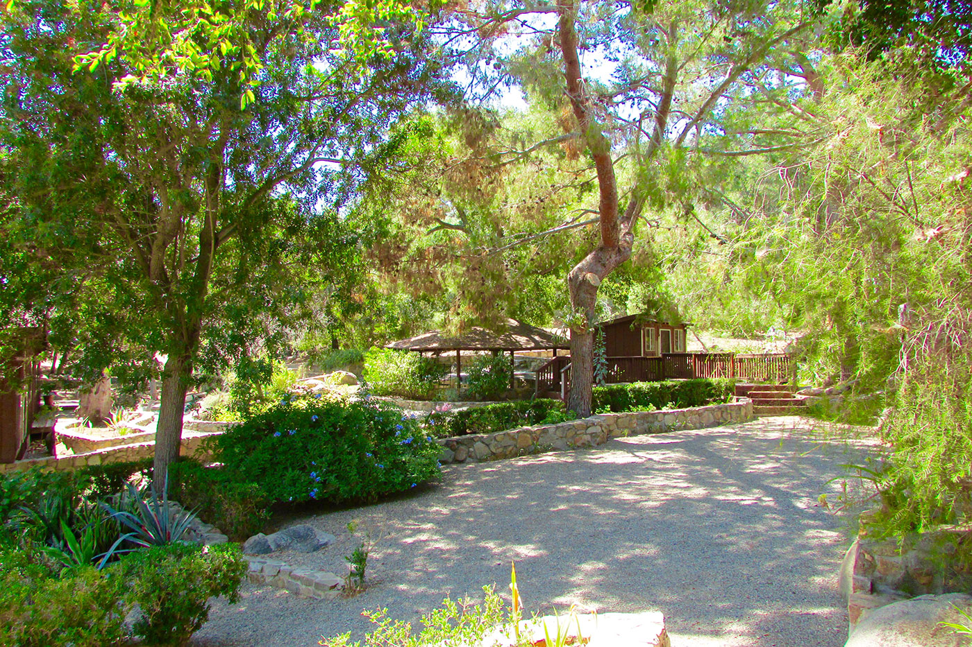 Pet in Paradise Front yard