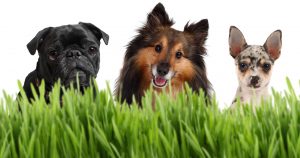 A group of small dogs on a white background behind grass, with a Chihuahua, Sheltie, and a Pug