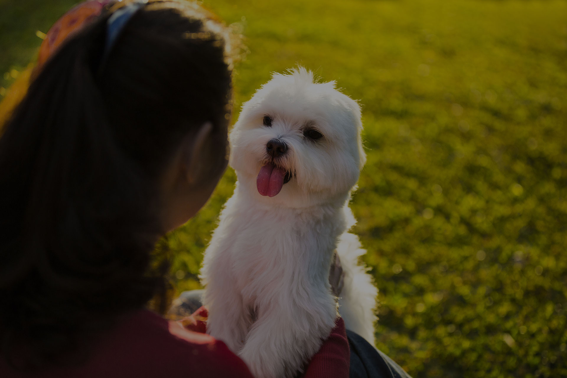 Dog and his owner